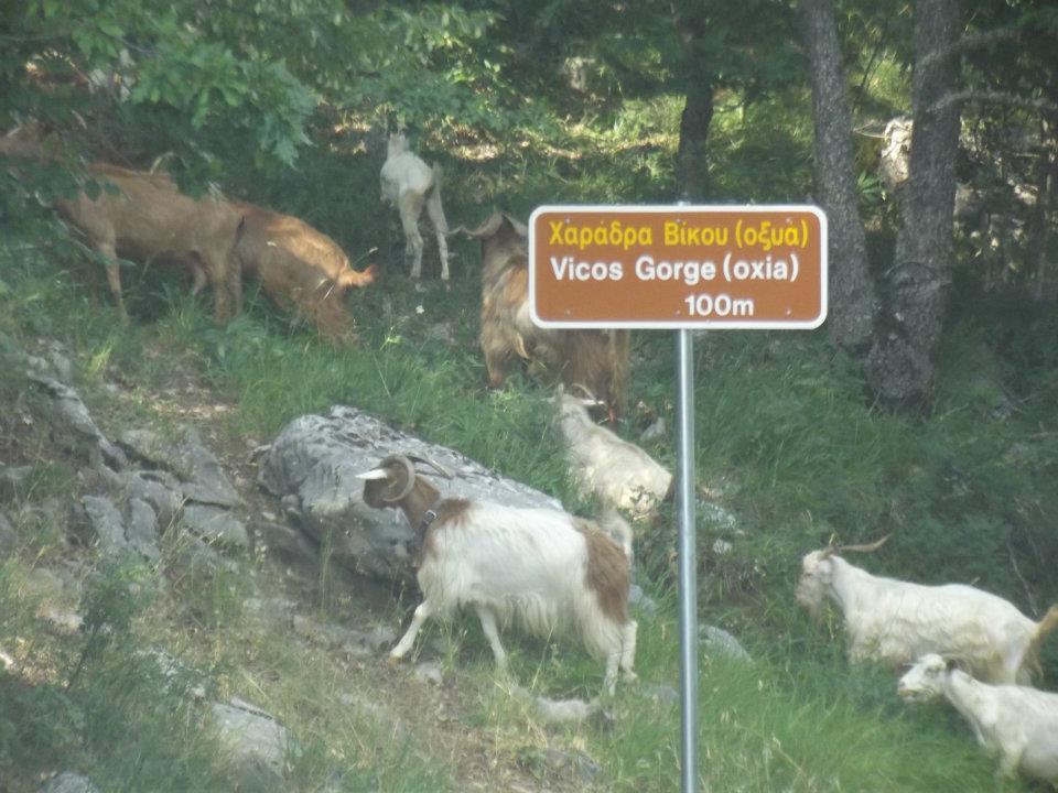Vikos Gorge - ערוץ הויקוס