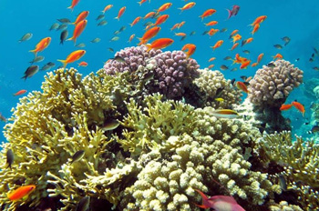 אלמוגים במצפה התת ימי